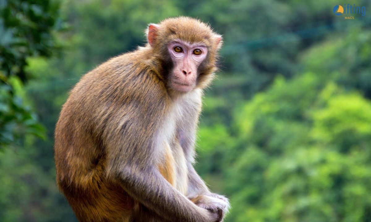 monkey captions for instagram