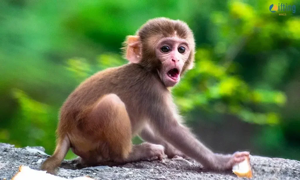 Monkey Love Quotes