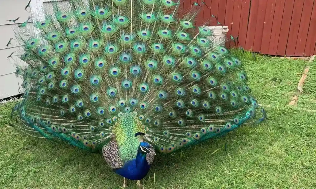 Peacock Quotes for Instagram
